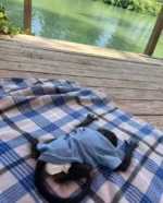 cheap spider monkeys for sale