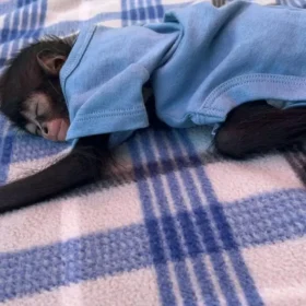 cheap spider monkeys for sale