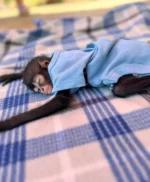 cheap spider monkeys for sale