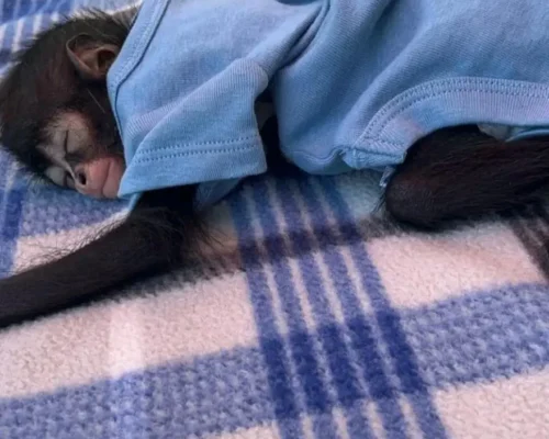 cheap spider monkeys for sale