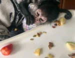 spider monkey for sale​