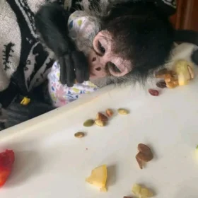 spider monkey for sale​