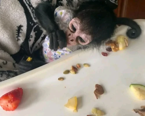 spider monkey for sale​