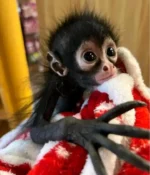 spider monkey pet for sale