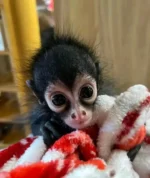 spider monkey pet for sale