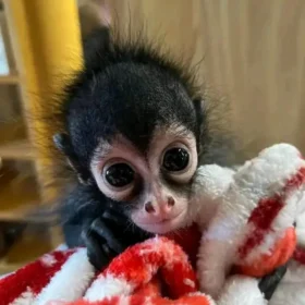 spider monkey pet for sale