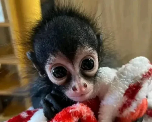 spider monkey pet for sale