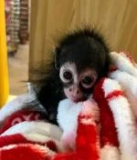 spider monkey pet for sale