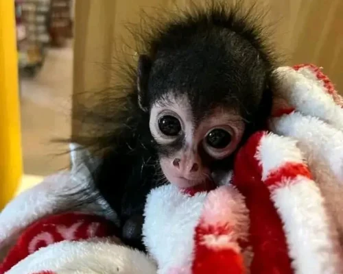 spider monkey pet for sale