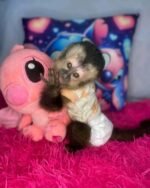 Meet Max our Capuchin Monkey For Sale Near Me