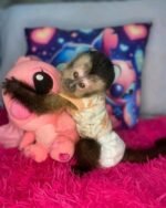 Meet Max our Capuchin Monkey For Sale Near Me