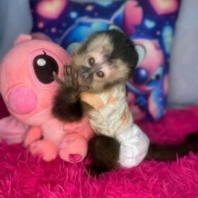 Meet Max our Capuchin Monkey For Sale Near Me