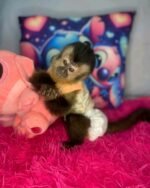 Meet Max our Capuchin Monkey For Sale Near Me