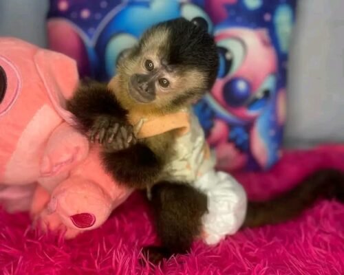 Meet Max our Capuchin Monkey For Sale Near Me