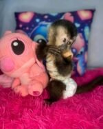 Meet Max our Capuchin Monkey For Sale Near Me