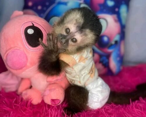 Meet Max our Capuchin Monkey For Sale Near Me