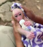 Meet Muffin Our Macaque Monkey For Sale