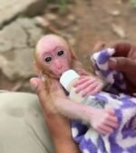 Meet Muffin Our Macaque Monkey For Sale