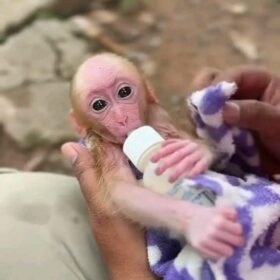 Meet Muffin Our Macaque Monkey For Sale