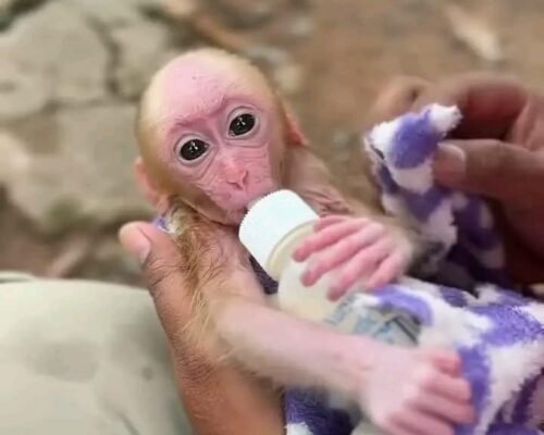 Meet Muffin Our Macaque Monkey For Sale