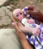 Meet Muffin Our Macaque Monkey For Sale