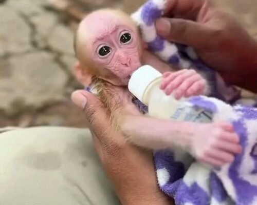 Meet Muffin Our Macaque Monkey For Sale