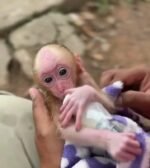 Meet Muffin Our Macaque Monkey For Sale