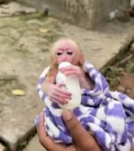 Meet Muffin Our Macaque Monkey For Sale