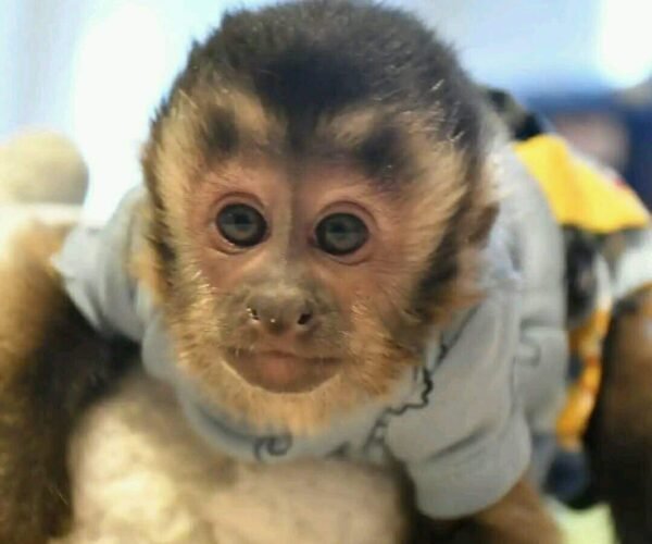 baby capuchin monkey