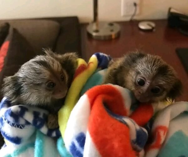 marmoset monkey for sale in texas