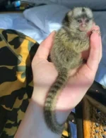marmoset monkey for sale florida