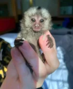 marmoset monkey for sale florida