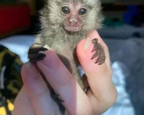 marmoset monkey for sale florida