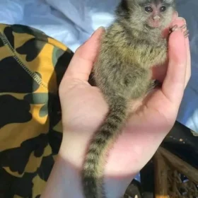 marmoset monkey for sale florida