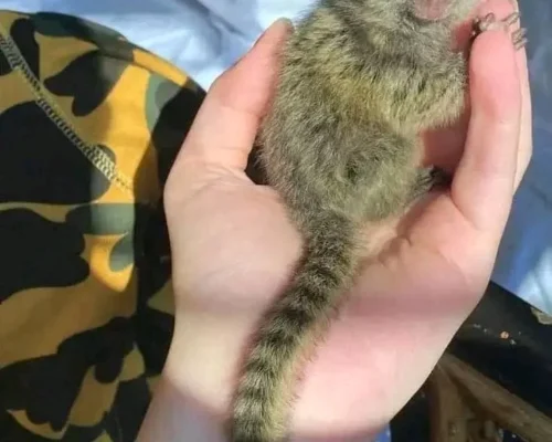 marmoset monkey for sale florida