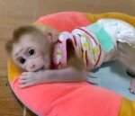 Meet Benny Our Baby Macaque Monkeys for Sale