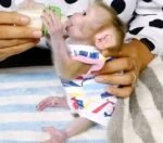 Meet Benny Our Baby Macaque Monkeys for Sale