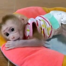 Meet Benny Our Baby Macaque Monkeys for Sale