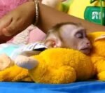 Meet Benny Our Baby Macaque Monkeys for Sale