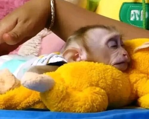 Meet Benny Our Baby Macaque Monkeys for Sale