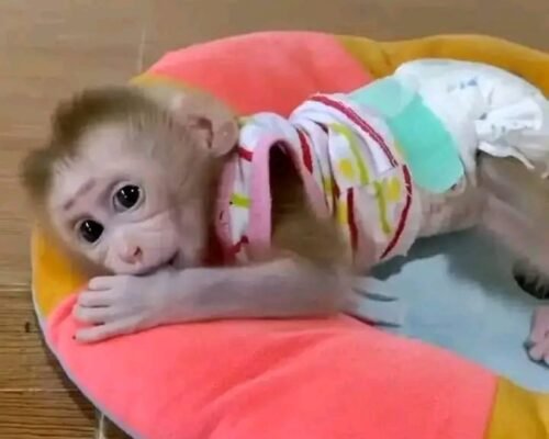 Meet Benny Our Baby Macaque Monkeys for Sale