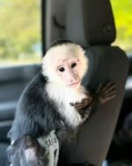 Meet Buddy our baby Capuchin Monkey for Sale.
