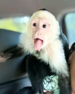 Meet Buddy our baby Capuchin Monkey for Sale.