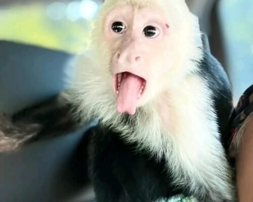 Meet Buddy our baby Capuchin Monkey for Sale.