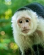 Meet Buddy our baby Capuchin Monkey for Sale.