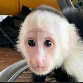 Meet Buddy our baby Capuchin Monkey for Sale.