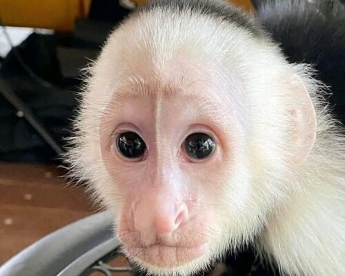 Meet Buddy our baby Capuchin Monkey for Sale.