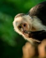 Meet Buddy our baby Capuchin Monkey for Sale.