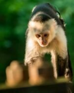 Meet Buddy our baby Capuchin Monkey for Sale.