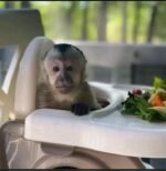Meet Nala our baby Capuchin Monkey For Sale